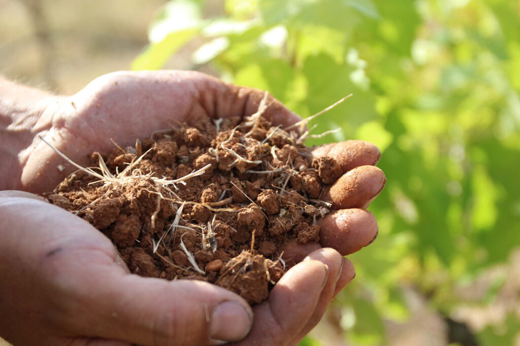 visitas a bodegas en Ronda