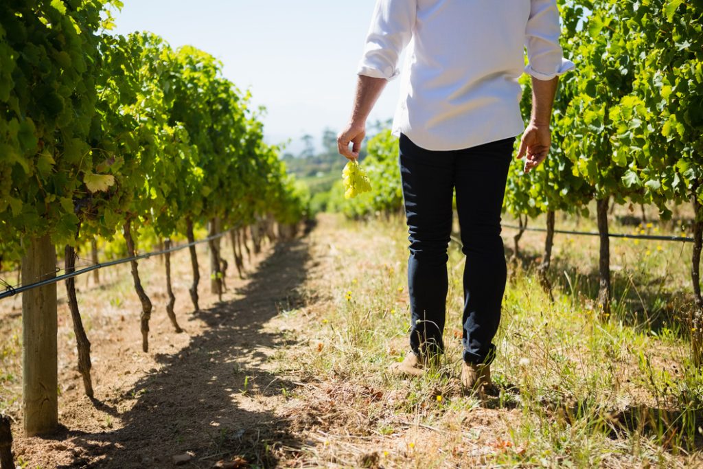 Visita a viñedo en Ronda