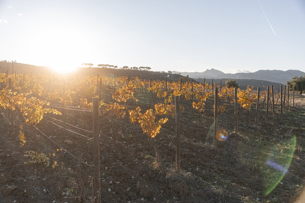 cata de vinos en Ronda