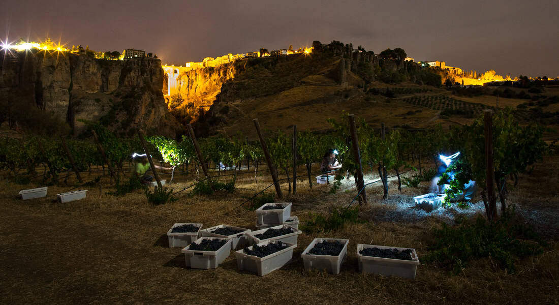 cata de vino en Ronda