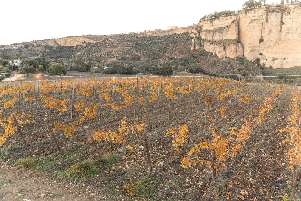 winery tours in Ronda