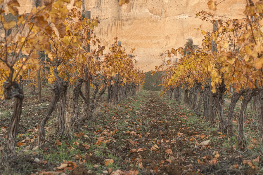 Enoturismo en Ronda