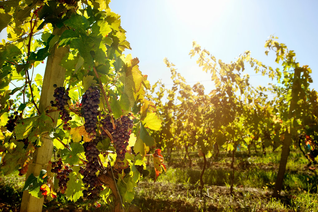 Natural Wines in Ronda